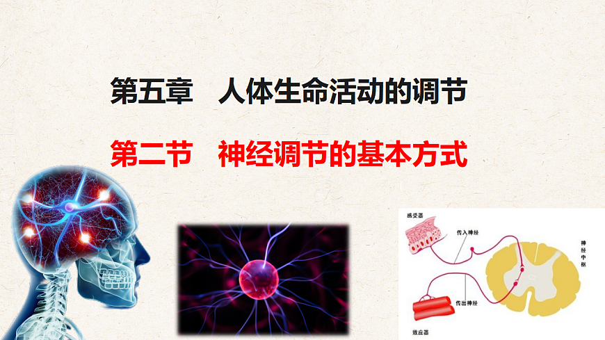 冀少版七年级生物下册教学课件《5.2  神经调节的基本方式》第1页
