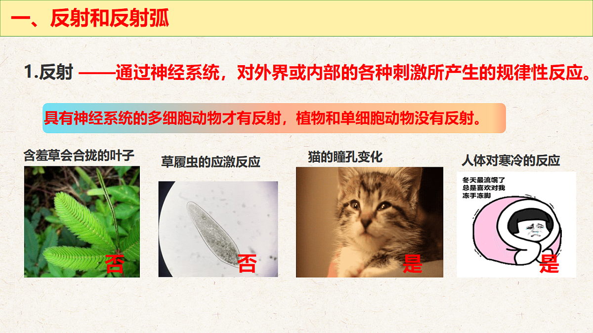 冀少版七年级生物下册教学课件《5.2  神经调节的基本方式》第5页
