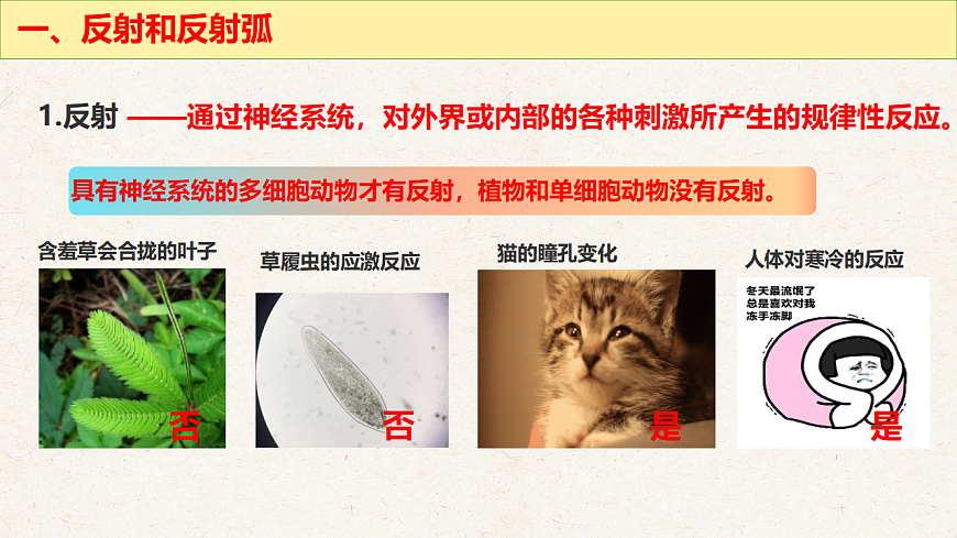 冀少版七年级生物下册教学课件《5.2  神经调节的基本方式》第5页