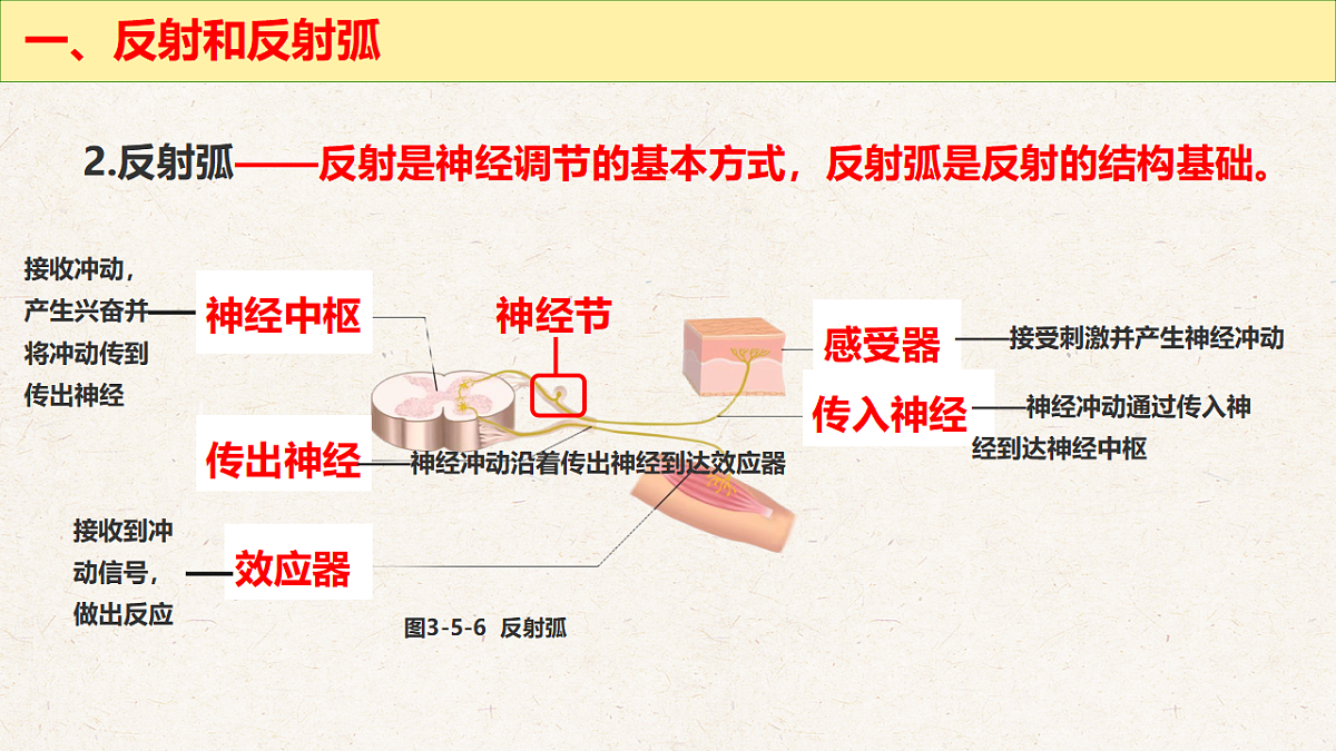 冀少版七年级生物下册教学课件《5.2  神经调节的基本方式》第6页