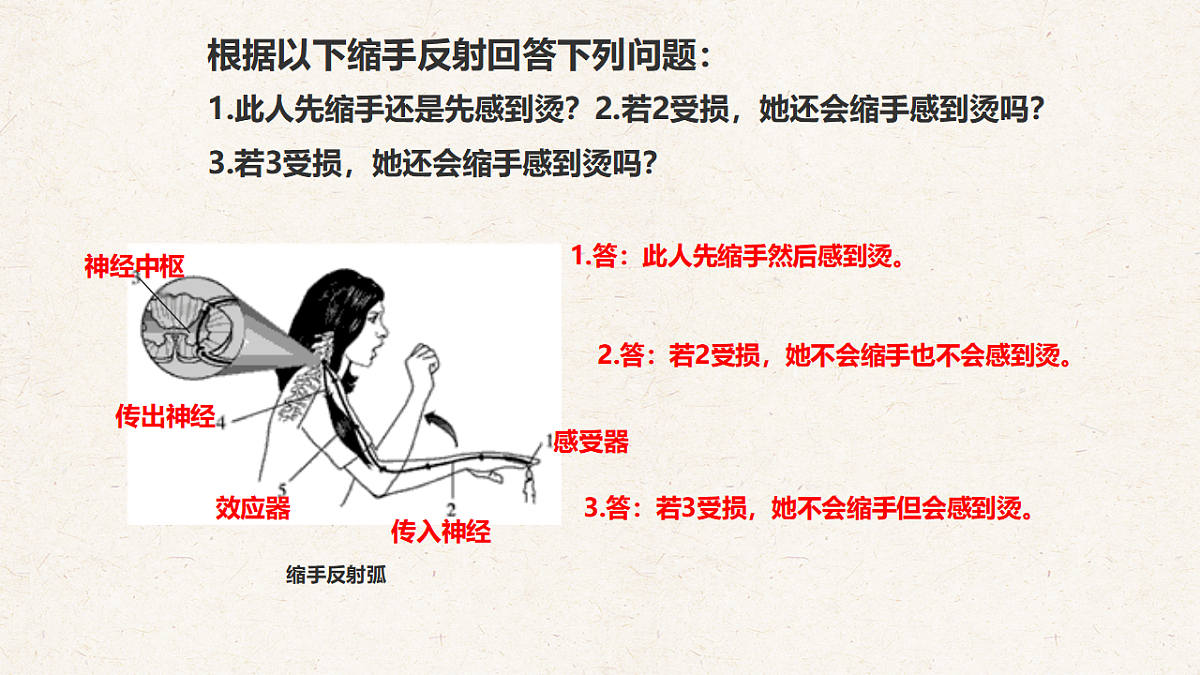 冀少版七年级生物下册教学课件《5.2  神经调节的基本方式》第7页