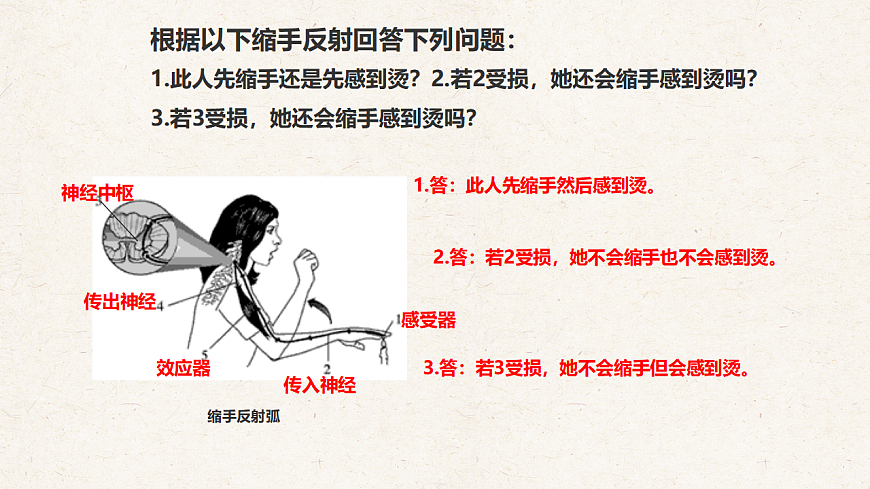 冀少版七年级生物下册教学课件《5.2  神经调节的基本方式》第7页