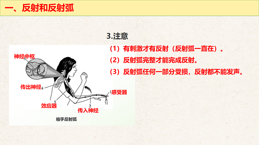 冀少版七年级生物下册教学课件《5.2  神经调节的基本方式》第8页