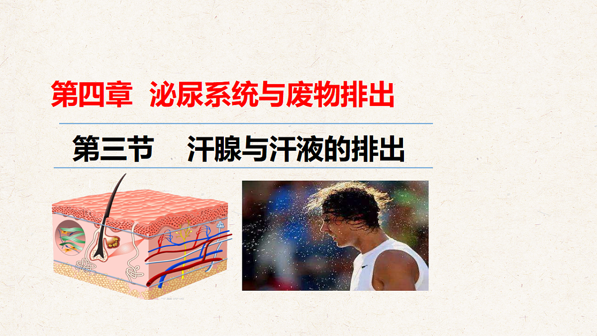 冀少版七年级生物下册教学课件《4.3 汗腺和汗液的排出》第1页