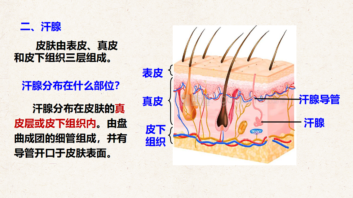 冀少版七年级生物下册教学课件《4.3 汗腺和汗液的排出》第6页