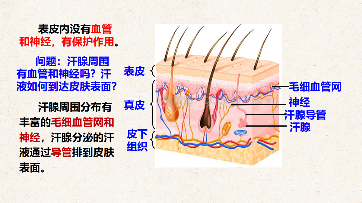 冀少版七年级生物下册教学课件《4.3 汗腺和汗液的排出》第7页