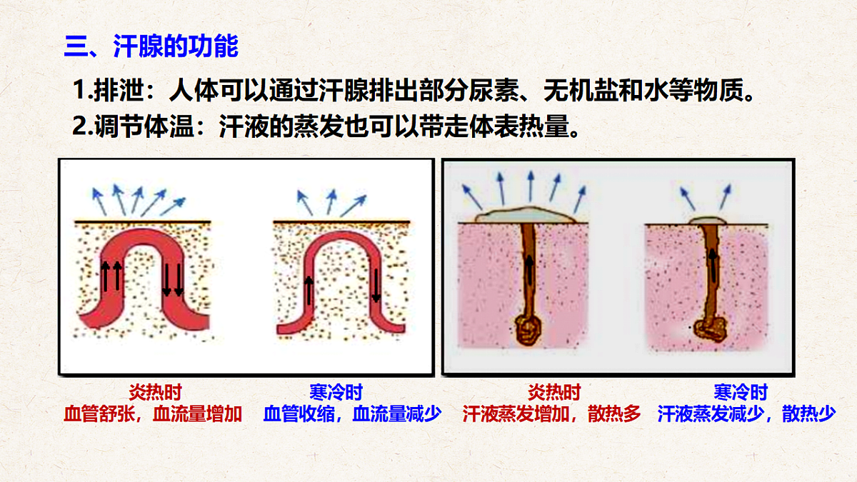 冀少版七年级生物下册教学课件《4.3 汗腺和汗液的排出》第8页