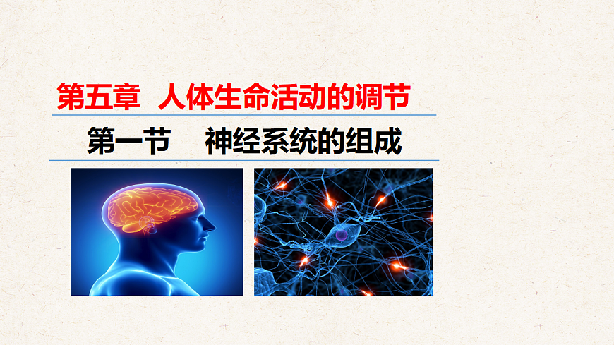 冀少版七年级生物下册教学课件《5.1 神经系统的组成》第2页
