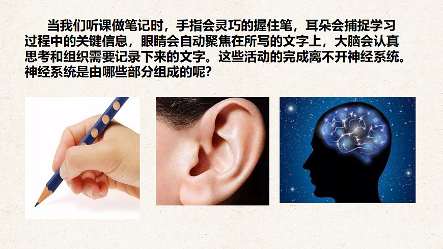冀少版七年级生物下册教学课件《5.1 神经系统的组成》第3页