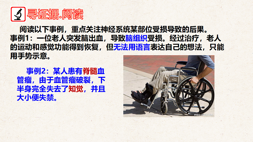 冀少版七年级生物下册教学课件《5.1 神经系统的组成》第4页