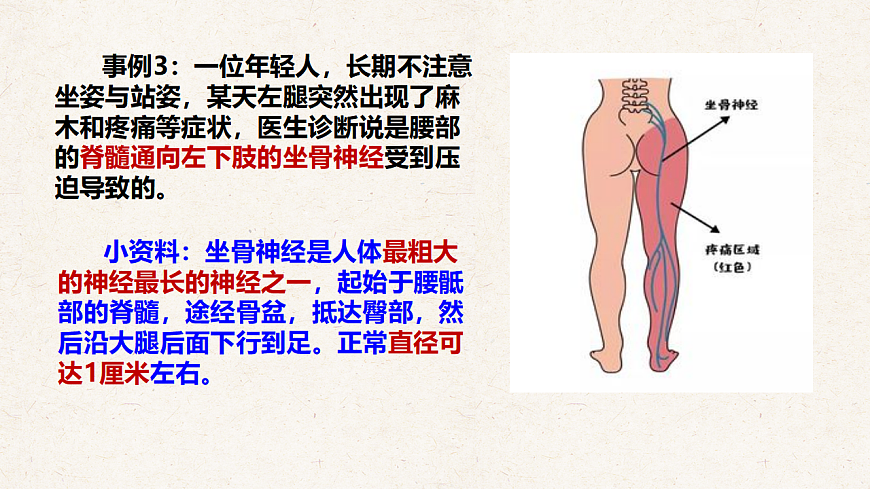 冀少版七年级生物下册教学课件《5.1 神经系统的组成》第5页