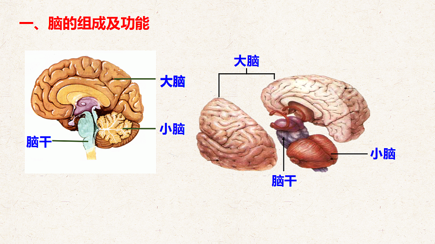 冀少版七年级生物下册教学课件《5.1 神经系统的组成》第7页