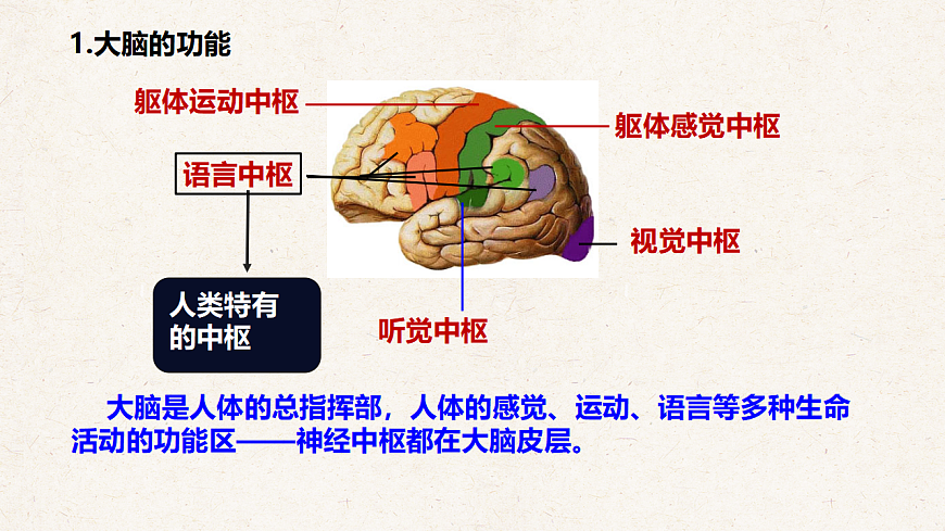 冀少版七年级生物下册教学课件《5.1 神经系统的组成》第8页