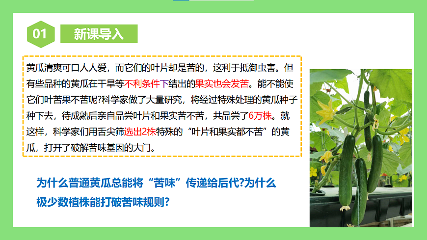 人教版初中生物八年级下册6.2.1《基因与生物性状的关系 》课件第3页