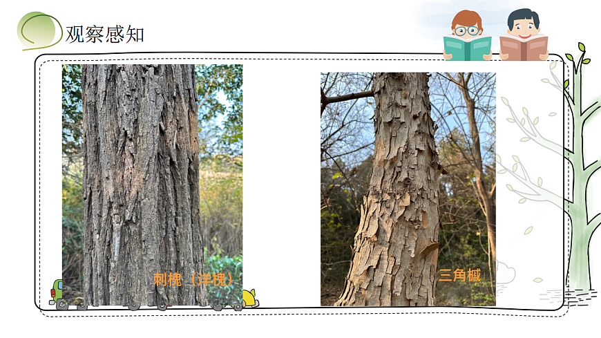 树干上的花纹第7页