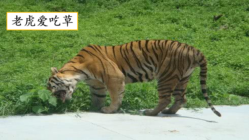 【核心素养】部编版小学语文三年级下册习作这样想象真有趣课件第7页