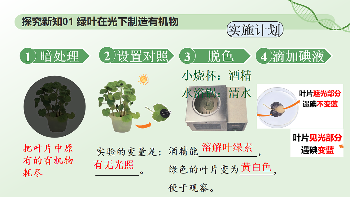 3.2.2鍏夊悎浣滅敤 璇句欢-2025--2026瀛﹀勾 涓冨勾绾х敓鐗┞蜂笅鍐岋紙浜烘暀鐗堬級第6页