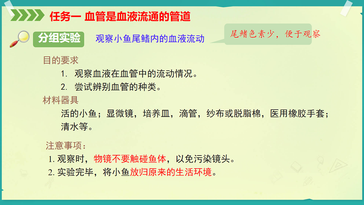 初中  生物  济南版（2024）  八年级上册5.3.2 血管和心脏是物质运输的器官（第1课时）课件第6页