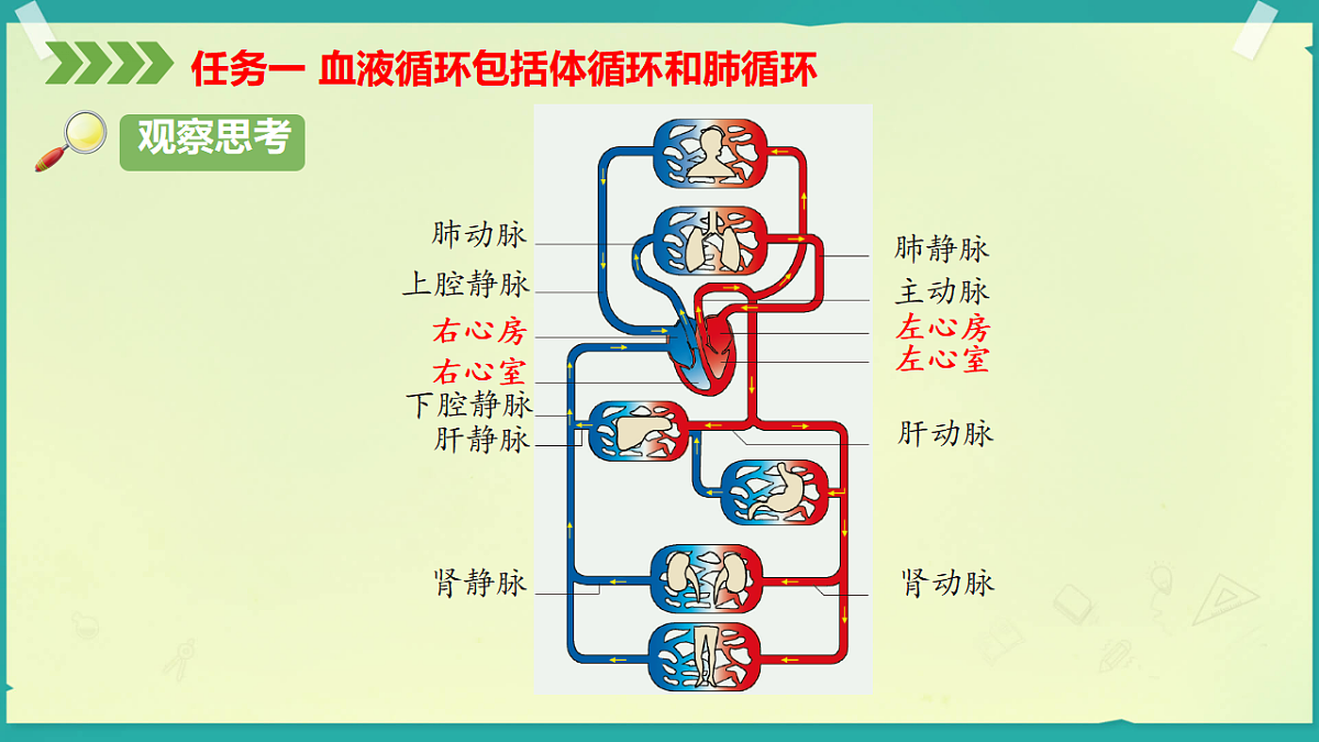 初中 生物 济南版（2024） 八年级上册5.3.3 血液循环是物质运输的途径 课件第7页