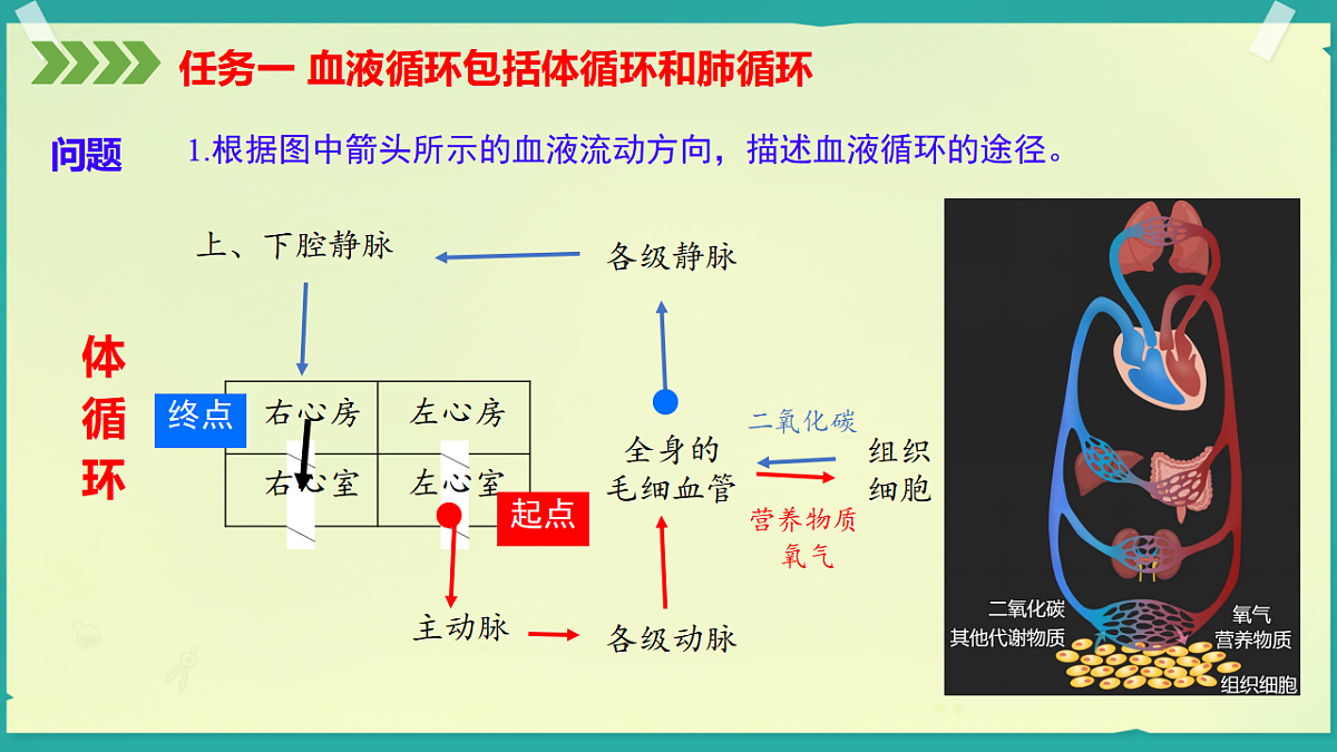 初中 生物 济南版（2024） 八年级上册5.3.3 血液循环是物质运输的途径 课件第8页