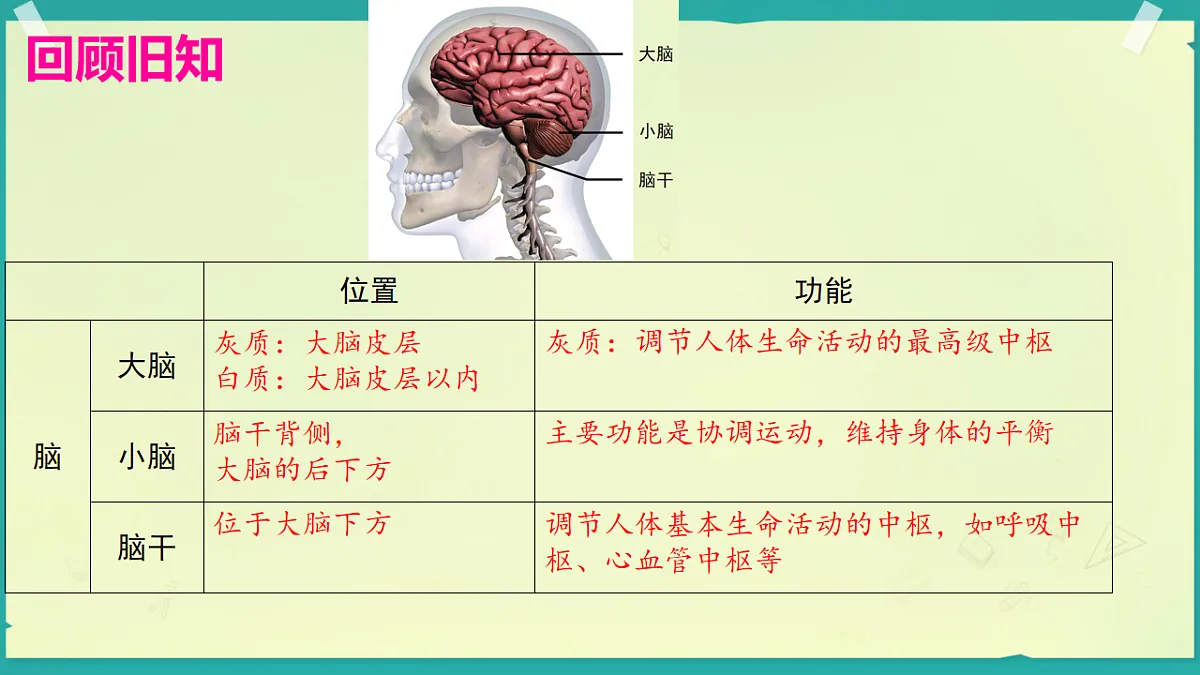 初中 生物 济南版（2024） 八年级上册6.1.3 反射是神经调节的基本方式 课件第2页