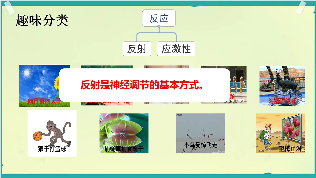 初中 生物 济南版（2024） 八年级上册6.1.3 反射是神经调节的基本方式 课件第7页