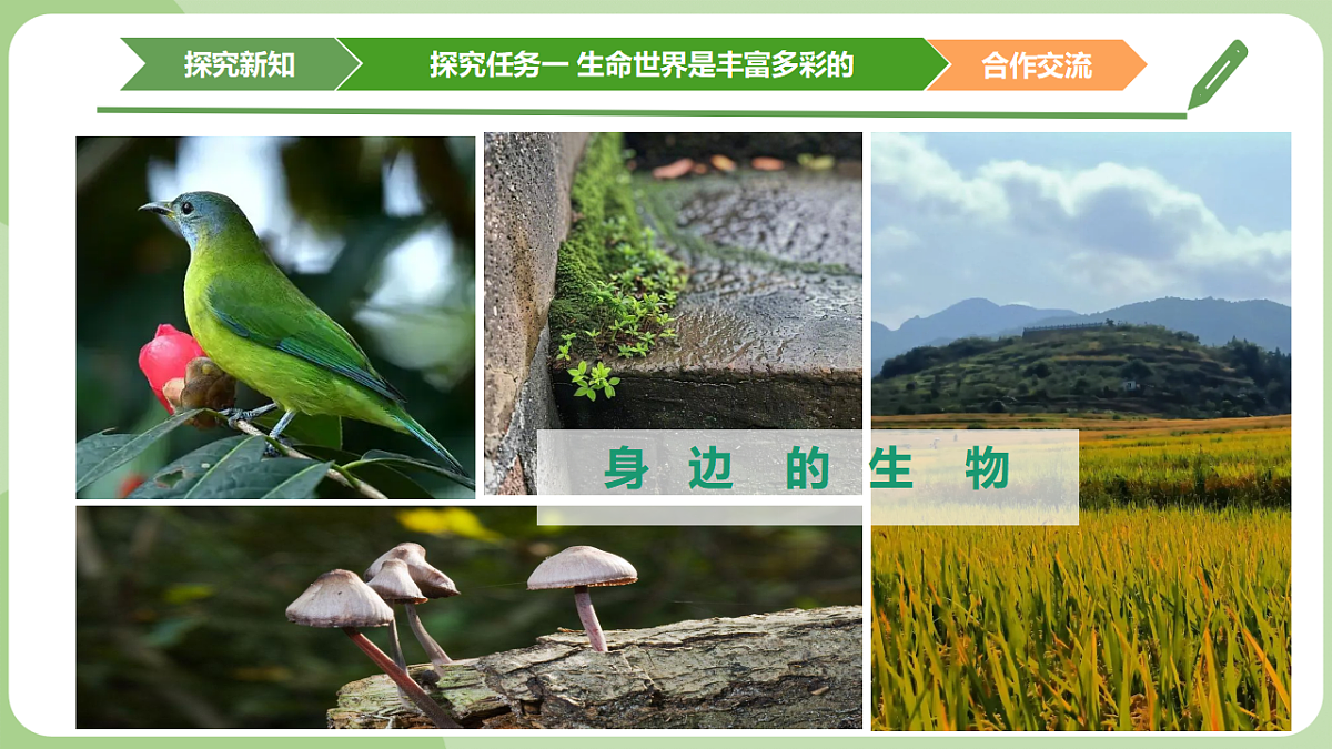 初中 生物 济南版（2024） 七年级上册1.1.1 生物具有基本的生命特征 课件第4页