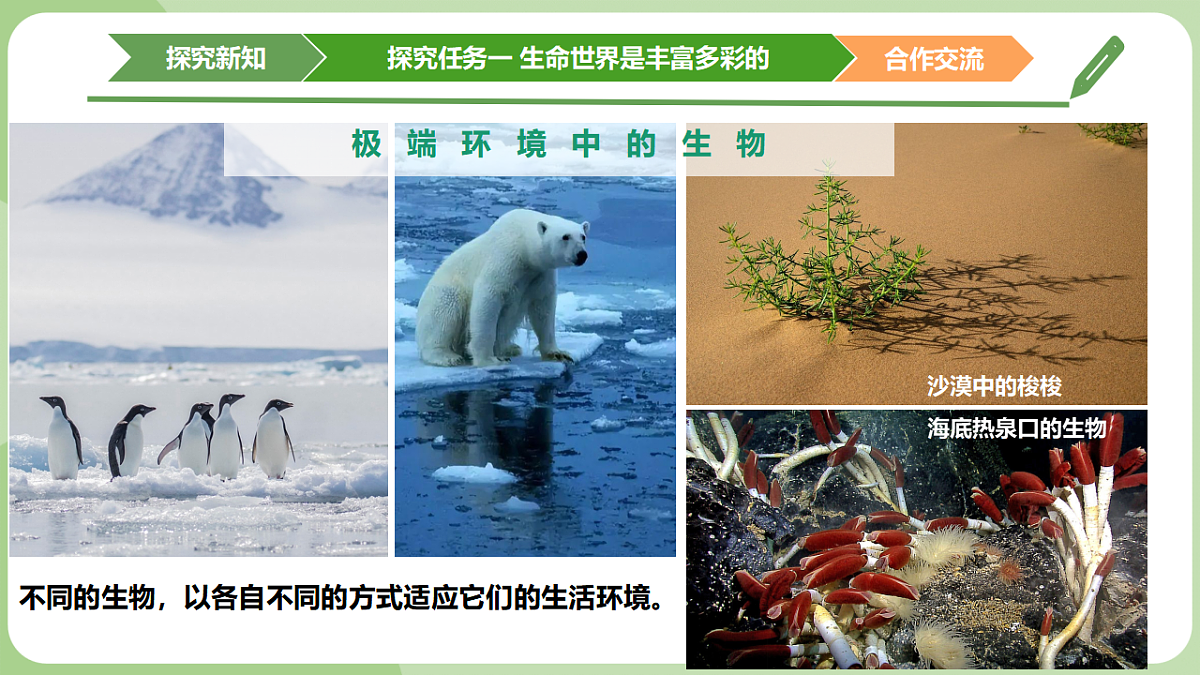初中 生物 济南版（2024） 七年级上册1.1.1 生物具有基本的生命特征 课件第5页
