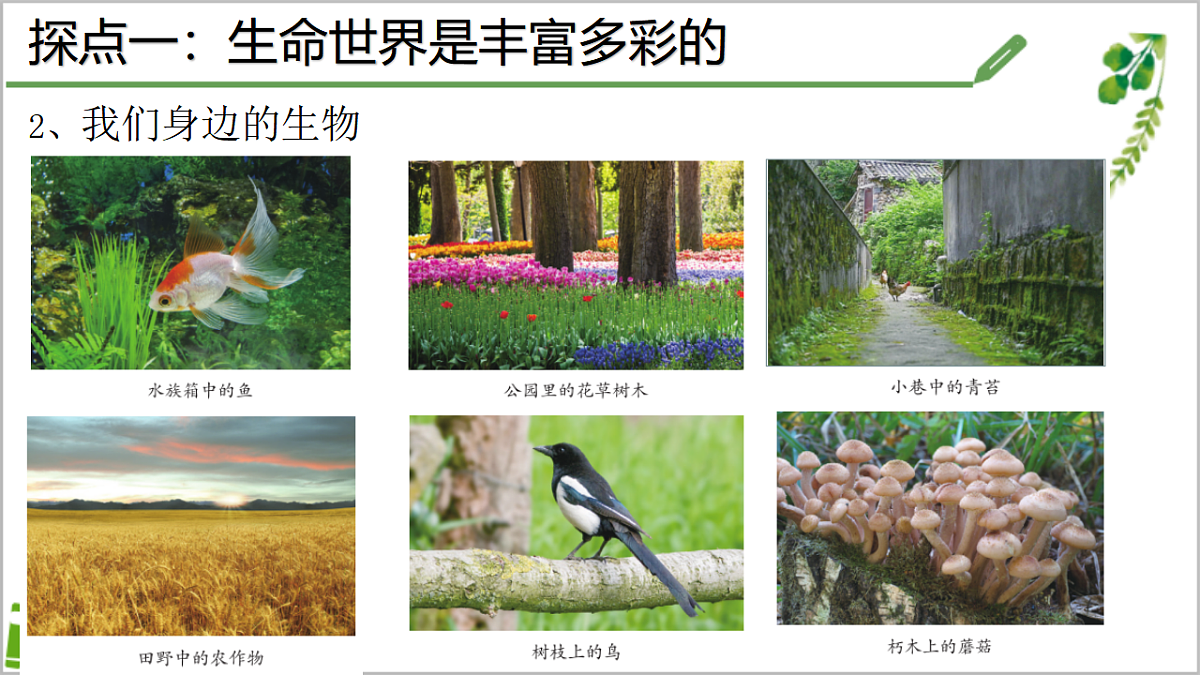 初中  生物  济南版（2024）  七年级上册1.1.1 生物具有基本的生命特征 课件第7页