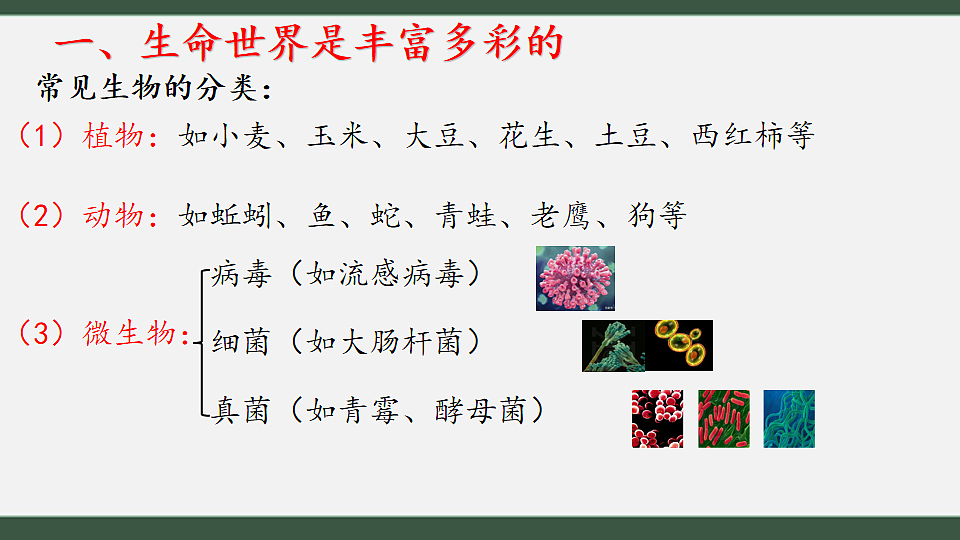 初中 生物 济南版（2024） 七年级上册1.1.1 生物具有基本的生命特征 课件第6页