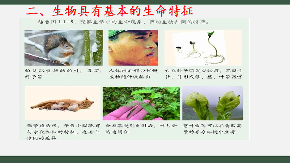 初中 生物 济南版（2024） 七年级上册1.1.1 生物具有基本的生命特征 课件第7页