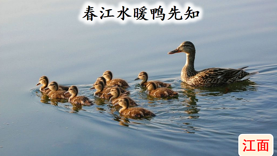 【核心素养】部编版小学语文三年级下册 1古诗三首绝句 课件第8页