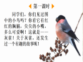 【核心素养】部编版小学语文三年级下册 20 灰雀 课件+教案+同步练习（含教学反思）