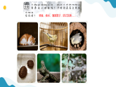 11.动物生存需要什么 小学科学 苏教版（2024） 二年级下册 课件