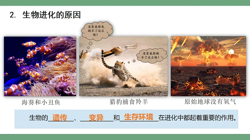 4.1.1 进化与生物多样性 课件 2025-2026学年人教版生物八年级下册第5页