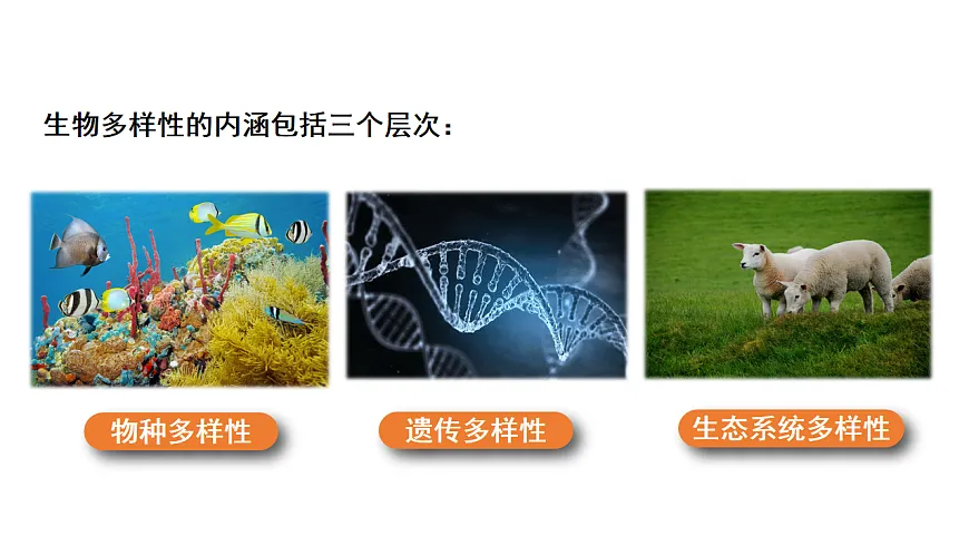4.1.1 进化与生物多样性 课件 2025-2026学年人教版生物八年级下册第7页