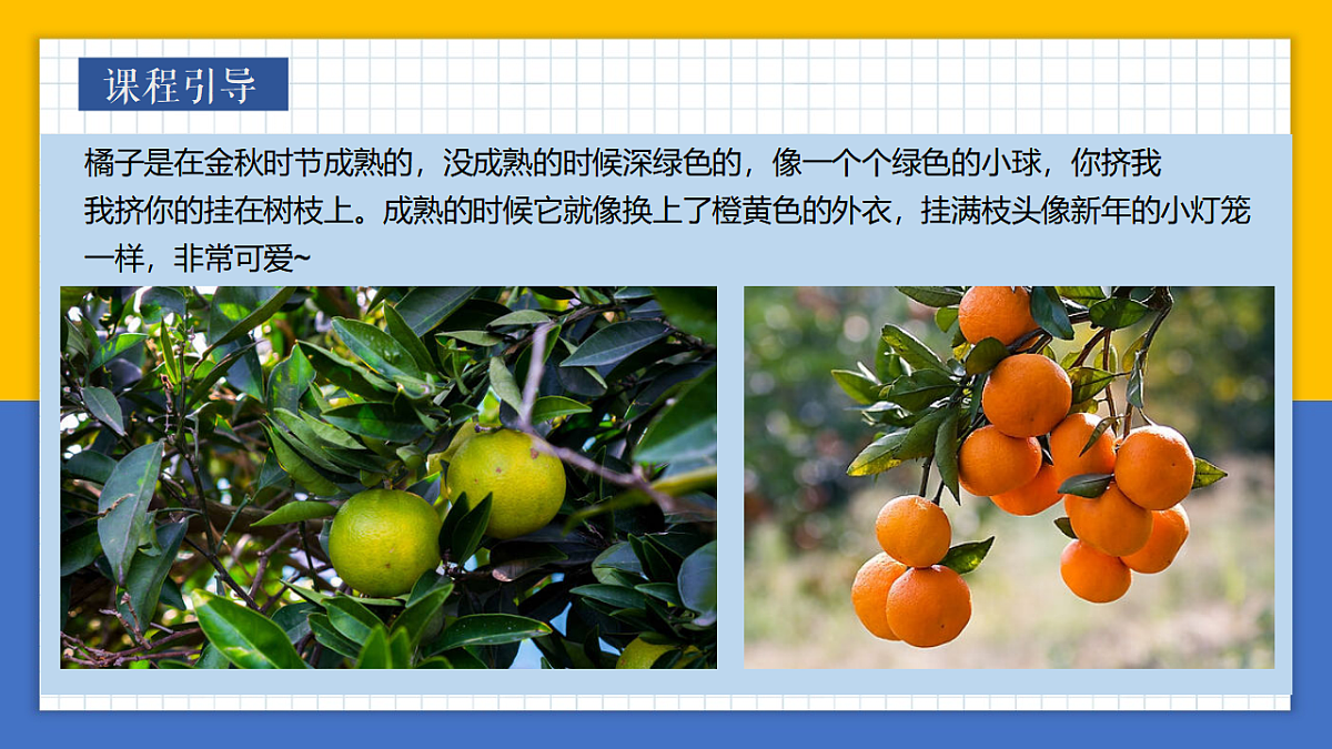 学前教育 大桔大利 课件第7页