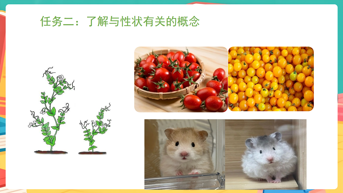 冀少版（2024）生物八年级下册 6.2.1生物的性状 （课件）第5页