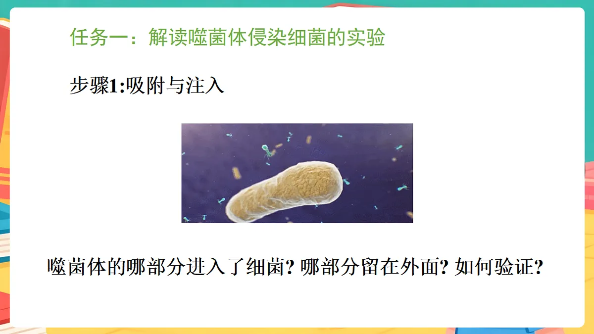 冀少版（2024）生物八年级下册 6.2.2 遗传物质——DNA （课件）第5页