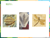 冀少版（2024）生物八年级下册 6.3.2 生物进化的证据 （课件）