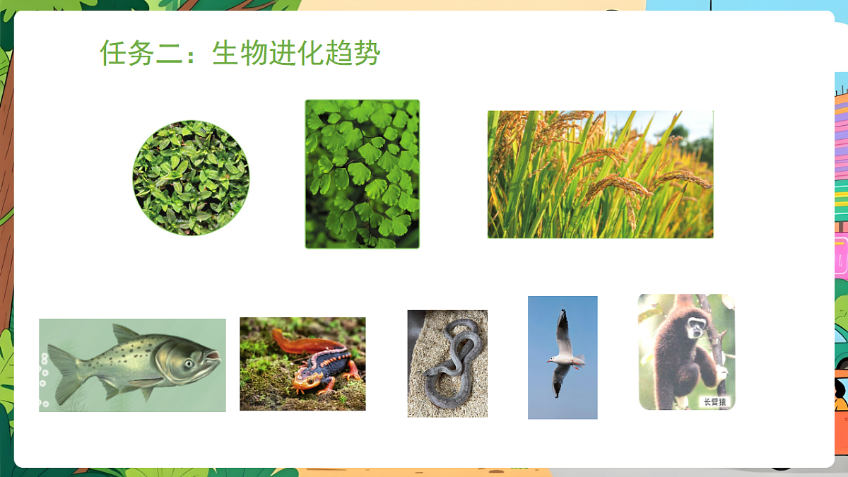 冀少版（2024）生物八年级下册 6.3.2 生物进化的证据 （课件）第8页