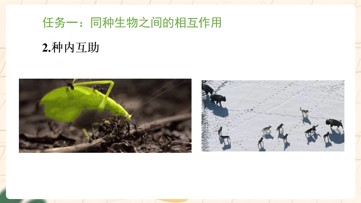 冀少版（2024）生物八年级下册 7.1.2 生物对生物和环境的影响 第1课时 （课件）第6页