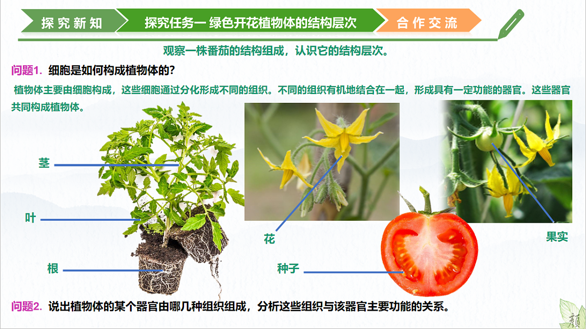 初中  生物  济南版（2024）  七年级上册1.2.3 生物体在结构和功能上是一个统一整体 课件第5页