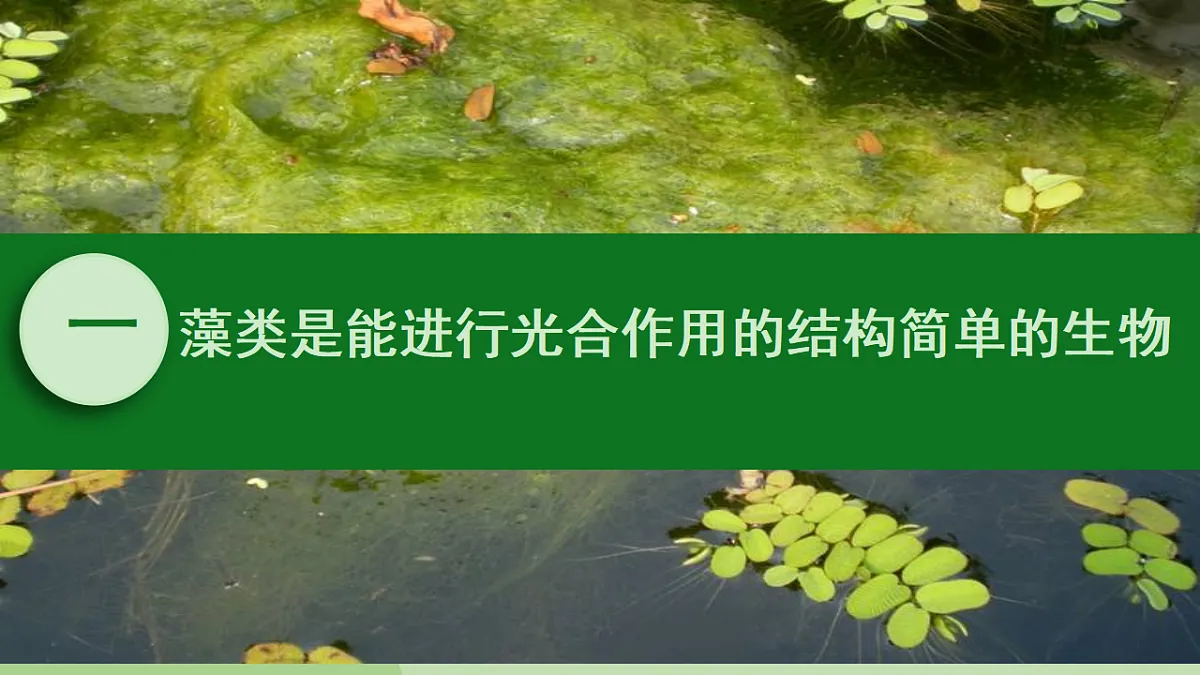 初中 生物 济南版（2024） 七年级上册2.1.1 藻类、苔藓和蕨类植物能用孢子繁殖后代 课件第5页