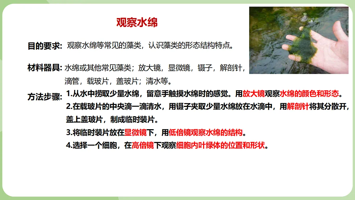 初中 生物 济南版（2024） 七年级上册2.1.1 藻类、苔藓和蕨类植物能用孢子繁殖后代 课件第6页