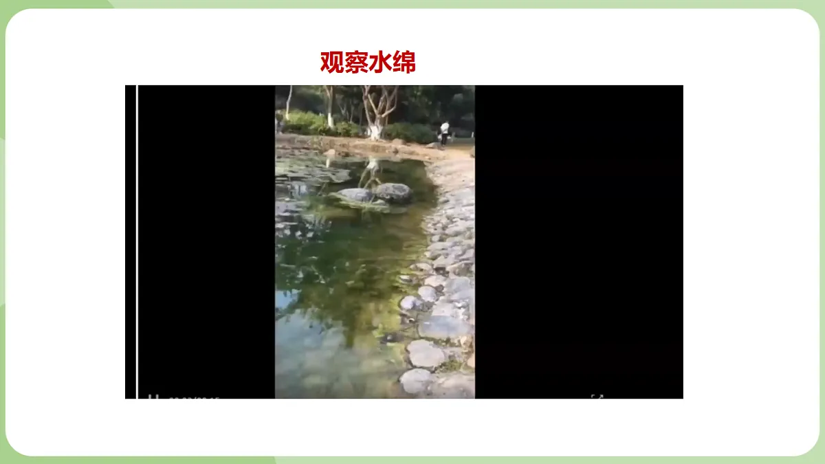 初中 生物 济南版（2024） 七年级上册2.1.1 藻类、苔藓和蕨类植物能用孢子繁殖后代 课件第7页