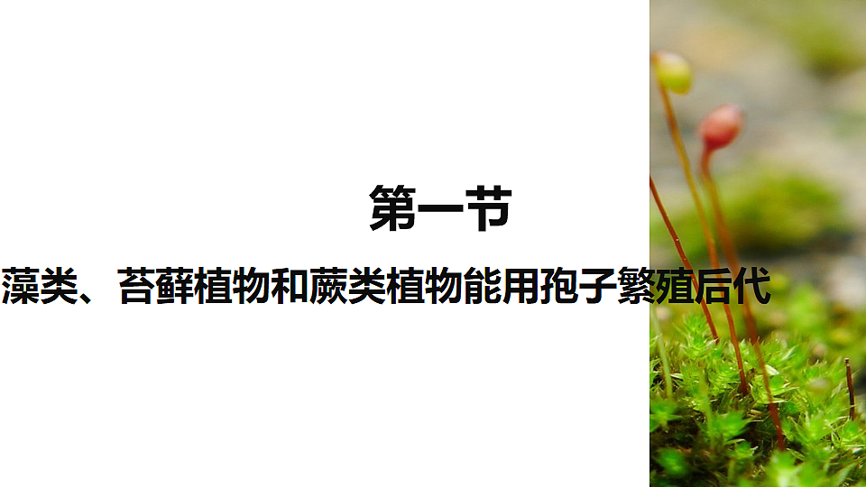 初中 生物 济南版（2024） 七年级上册2.1.1 藻类、苔藓和蕨类植物能用孢子繁殖后代 课件第1页