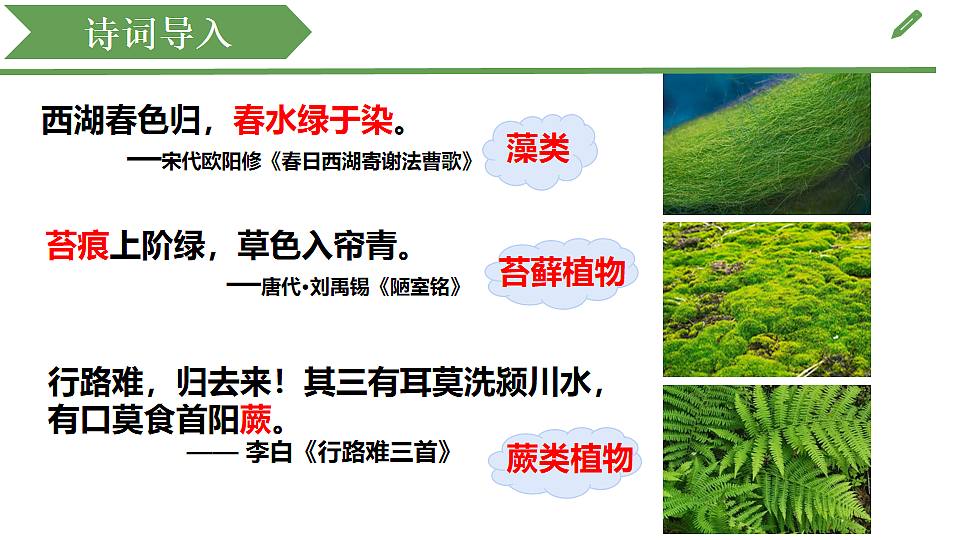 初中 生物 济南版（2024） 七年级上册2.1.1 藻类、苔藓和蕨类植物能用孢子繁殖后代 课件第2页