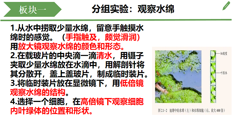 初中 生物 济南版（2024） 七年级上册2.1.1 藻类、苔藓和蕨类植物能用孢子繁殖后代 课件第5页