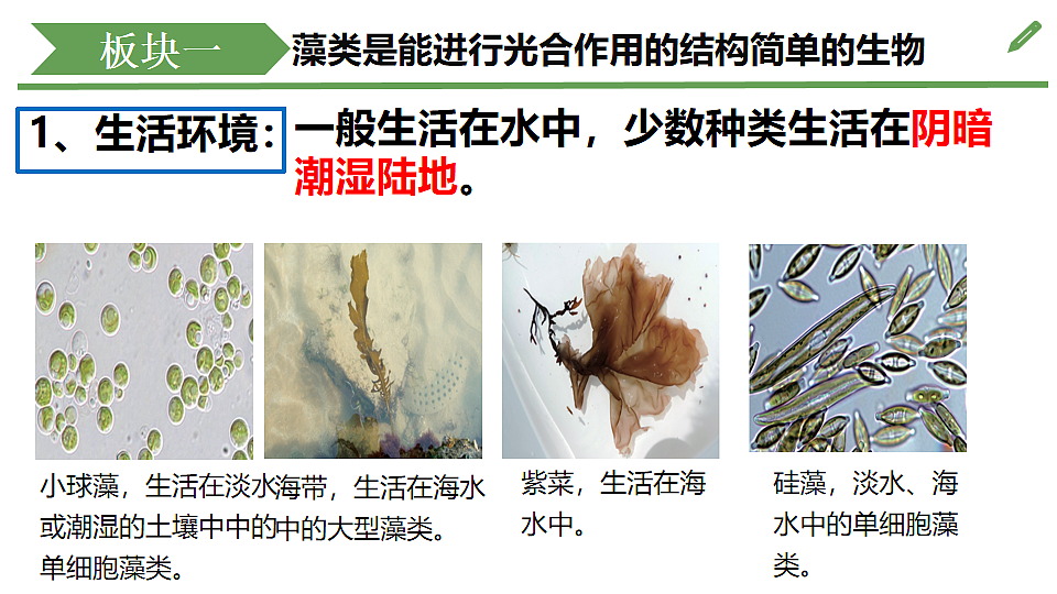 初中 生物 济南版（2024） 七年级上册2.1.1 藻类、苔藓和蕨类植物能用孢子繁殖后代 课件第7页